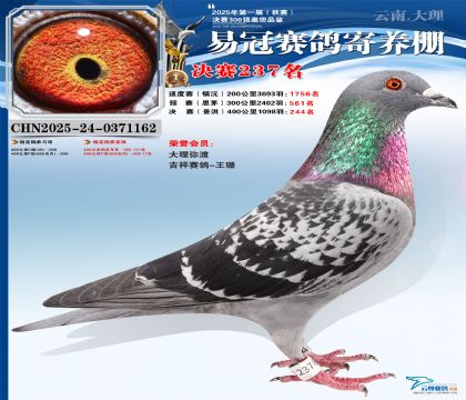 �����׹ھ���237��