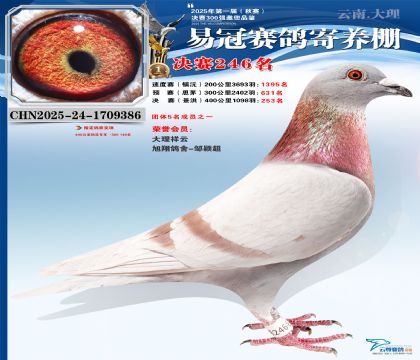 �����׹ھ���246��