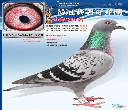 �����׹ھ���264��