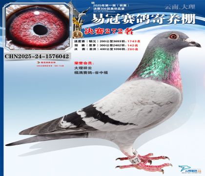 �����׹ھ���272��