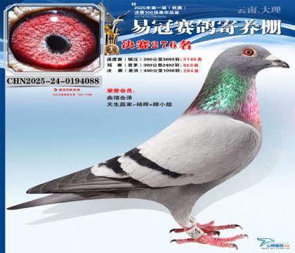 �����׹ھ���276��