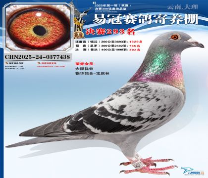 �����׹ھ���293��