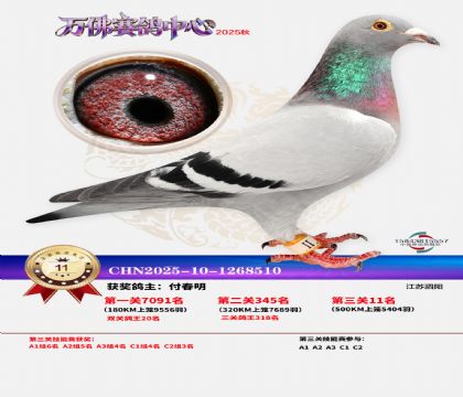 ����������11��