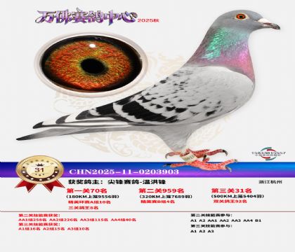 ����������31��