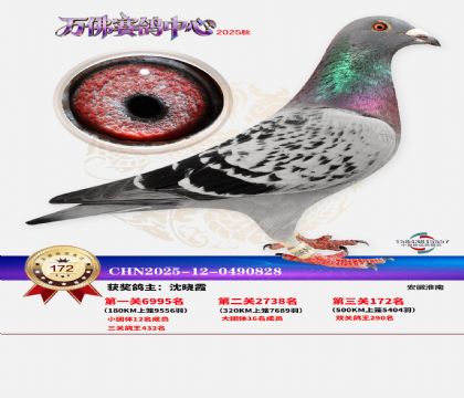 ����������172��