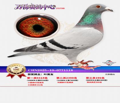 ����������196��