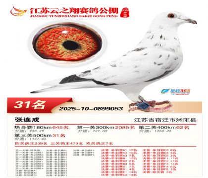 ������֮�����31��