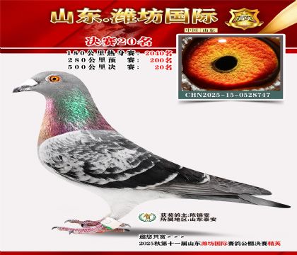 Ϋ�����ʾ���20��