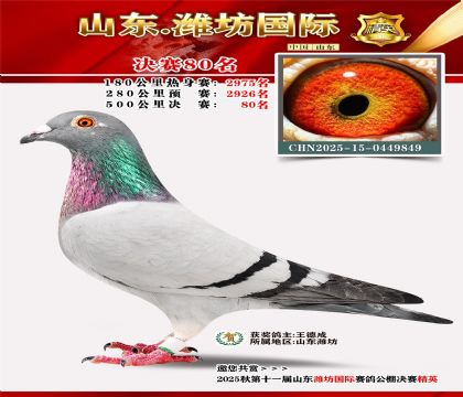 Ϋ�����ʾ���80��