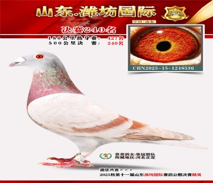 Ϋ�����ʾ���240��