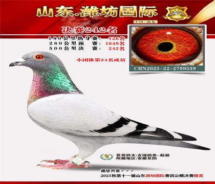 Ϋ�����ʾ���242��