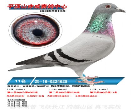 ƽ��ɽ��ɾ���11��