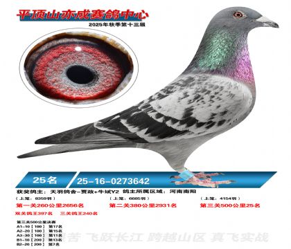 ƽ��ɽ��ɾ���25��