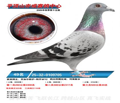 ƽ��ɽ��ɾ���49��