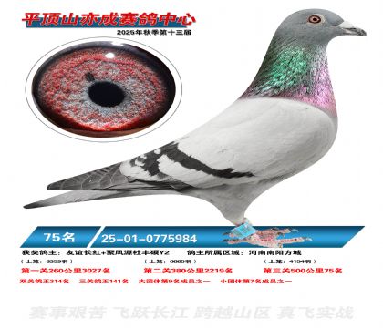 ƽ��ɽ��ɾ���75��