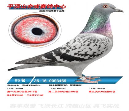 ƽ��ɽ��ɾ���85��