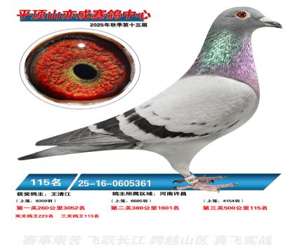 ƽ��ɽ��ɾ���115��