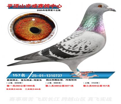 ƽ��ɽ��ɾ���157��