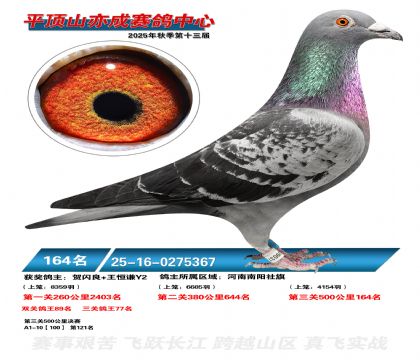 ƽ��ɽ��ɾ���164��