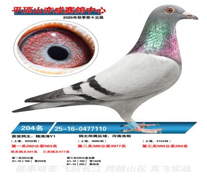 ƽ��ɽ��ɾ���204��