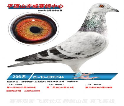 ƽ��ɽ��ɾ���206��