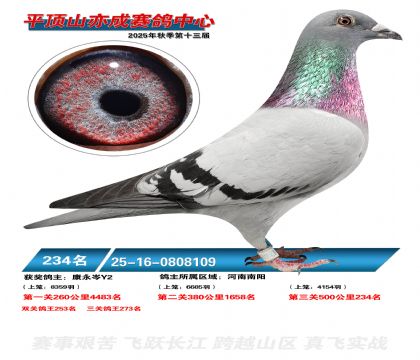 ƽ��ɽ��ɾ���234��