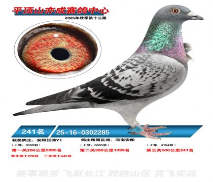 ƽ��ɽ��ɾ���241��