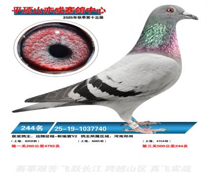 ƽ��ɽ��ɾ���244��