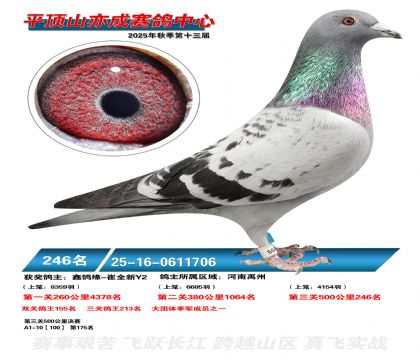 ƽ��ɽ��ɾ���246��