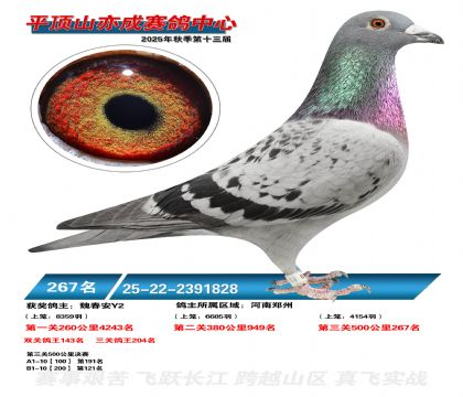 ƽ��ɽ��ɾ���267��