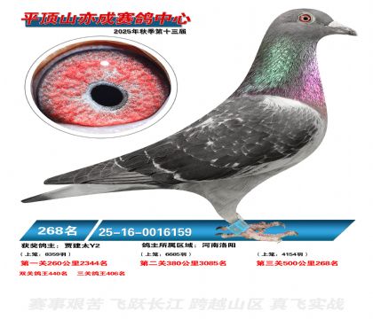 ƽ��ɽ��ɾ���268��