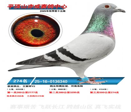 ƽ��ɽ��ɾ���274��