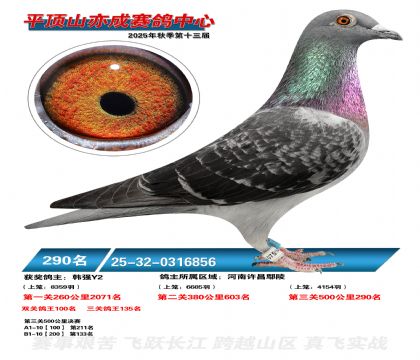 ƽ��ɽ��ɾ���290��