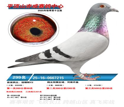 ƽ��ɽ��ɾ���299��