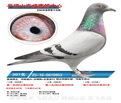 ƽ��ɽ��ɾ���307��