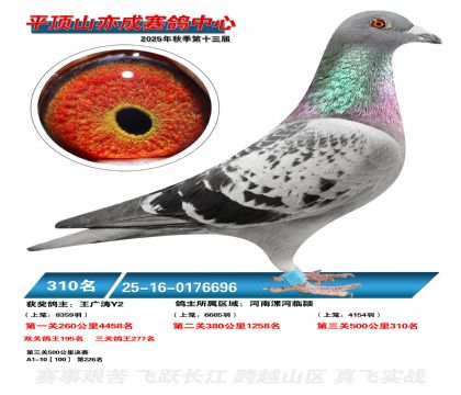 ƽ��ɽ��ɾ���310��