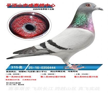 ƽ��ɽ��ɾ���315��