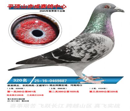 ƽ��ɽ��ɾ���320��