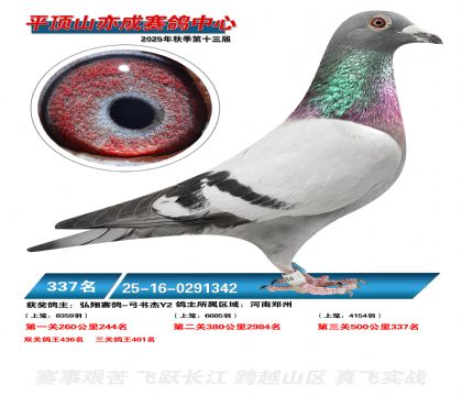 ƽ��ɽ��ɾ���337��