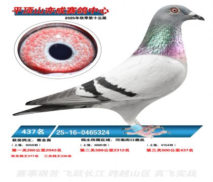 ƽ��ɽ��ɾ���437��