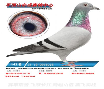 ƽ��ɽ��ɾ���442��