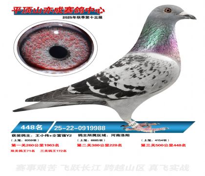 ƽ��ɽ��ɾ���448��