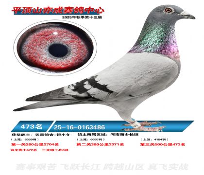 ƽ��ɽ��ɾ���473��