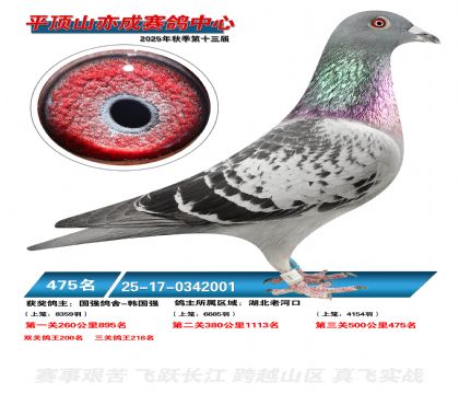 ƽ��ɽ��ɾ���475��