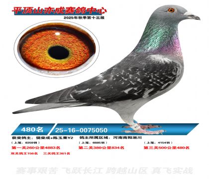 ƽ��ɽ��ɾ���480��