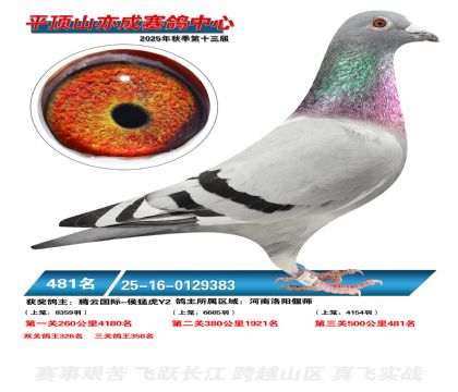 ƽ��ɽ��ɾ���481��