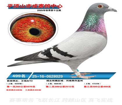 ƽ��ɽ��ɾ���499��