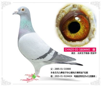 �������Ӹ���-������445   ��	