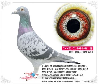 �������Ӹ���-����ƽ466   ��	