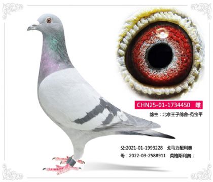 �������Ӹ���-������������450   ��	